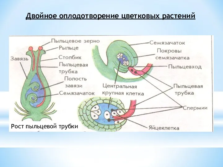 Двойное оплодотворение цветковых растений