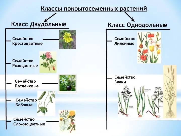 Классы покрытосеменных растений Класс Двудольные Класс Однодольные Семейство Крестоцветные Семейство