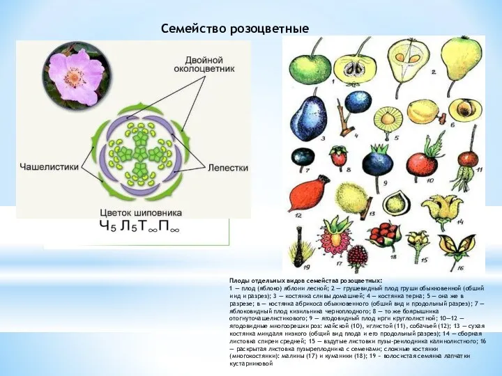 Семейство розоцветные Плоды отдельных видов семейства розоцветных: 1 — плод