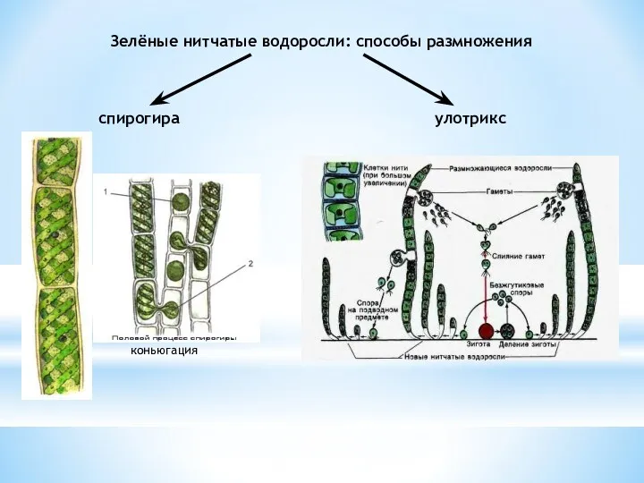 Зелёные нитчатые водоросли: способы размножения