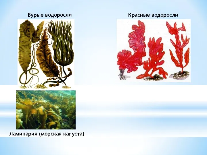 Бурые водоросли Красные водоросли Ламинария (морская капуста)