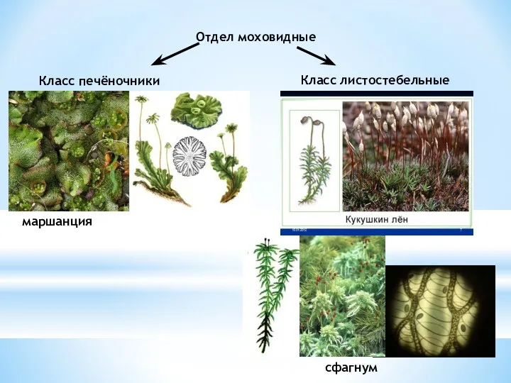 Отдел моховидные Класс печёночники Класс листостебельные