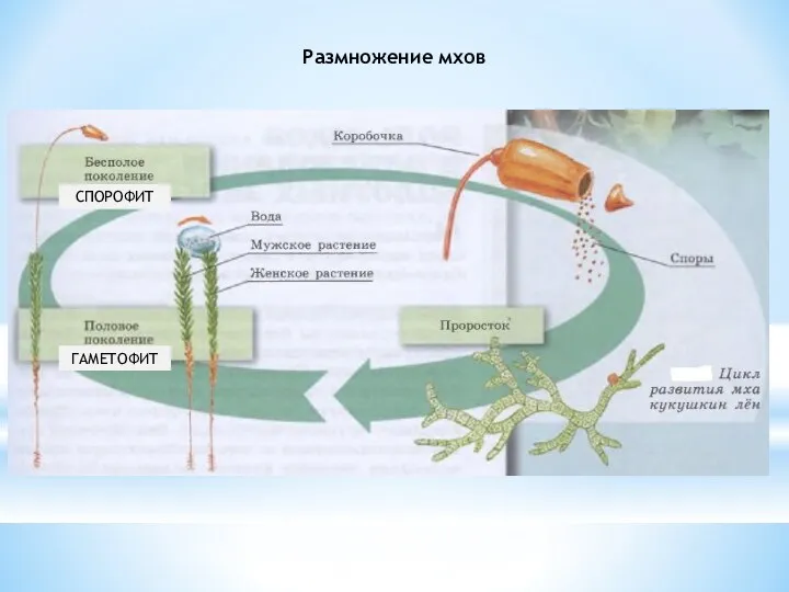 Размножение мхов ГАМЕТОФИТ СПОРОФИТ