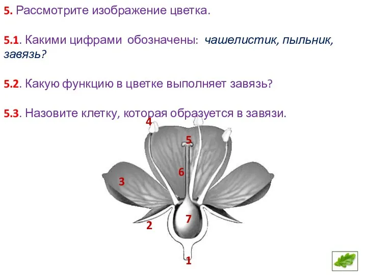 5. Рассмотрите изображение цветка. 5.1. Какими цифрами обозначены: чашелистик, пыльник, завязь? 5.2. Какую