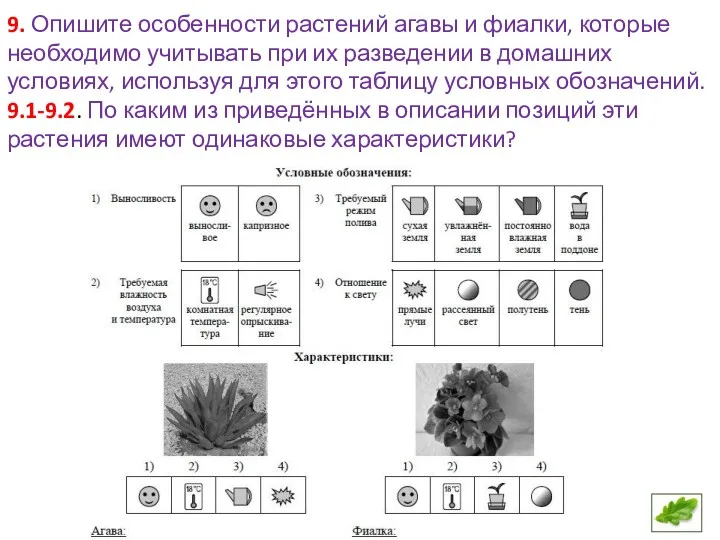 9. Опишите особенности растений агавы и фиалки, которые необходимо учитывать