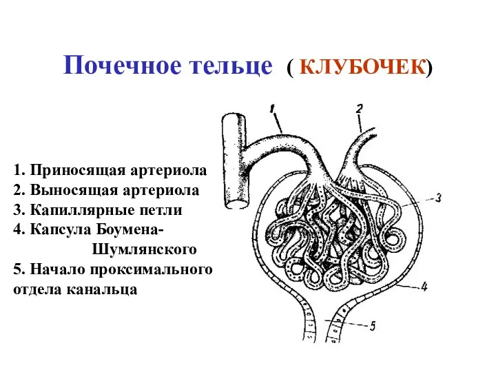 Почечное тельце ( КЛУБОЧЕК) 1. Приносящая артериола 2. Выносящая артериола