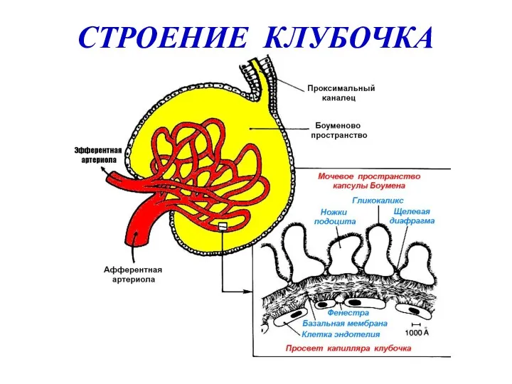 СТРОЕНИЕ КЛУБОЧКА