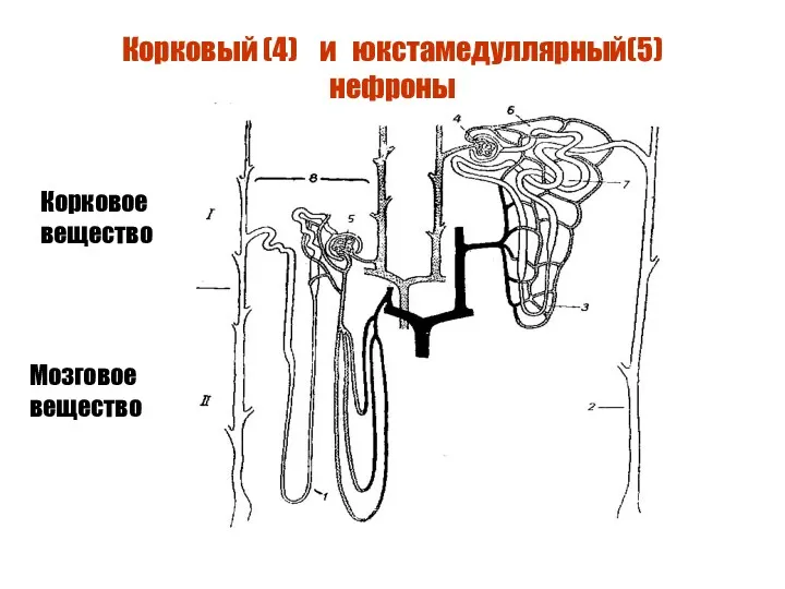 Корковый (4) и юкстамедуллярный(5) нефроны Корковое вещество Мозговое вещество