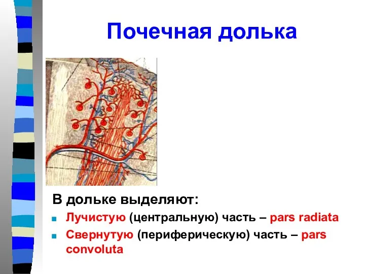 Почечная долька В дольке выделяют: Лучистую (центральную) часть – pars radiata Свернутую (периферическую)