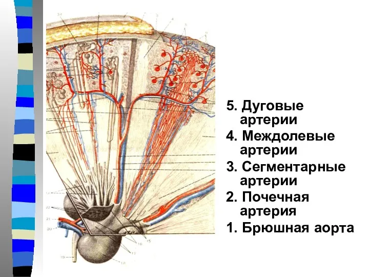 5. Дуговые артерии 4. Междолевые артерии 3. Сегментарные артерии 2. Почечная артерия 1. Брюшная аорта