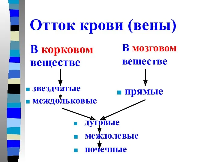 Отток крови (вены) В корковом веществе звездчатые междольковые В мозговом веществе прямые дуговые междолевые почечные