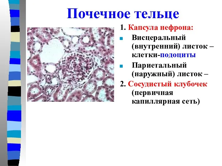 1. Капсула нефрона: Висцеральный (внутренний) листок – клетки-подоциты Париетальный (наружный) листок – 2.