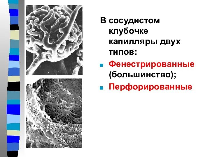 В сосудистом клубочке капилляры двух типов: Фенестрированные (большинство); Перфорированные