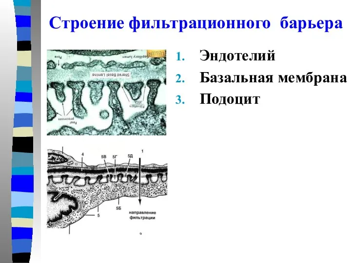 Строение фильтрационного барьера Эндотелий Базальная мембрана Подоцит