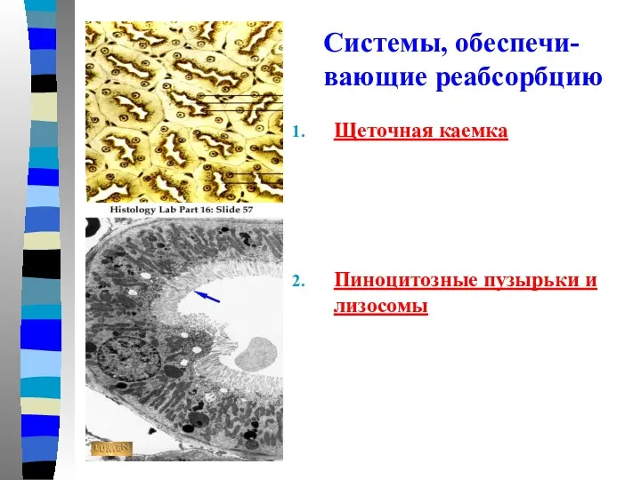 Щеточная каемка Пиноцитозные пузырьки и лизосомы Системы, обеспечи-вающие реабсорбцию