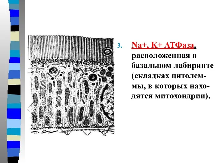 Na+, K+ АТФаза, расположенная в базальном лабиринте (складках цитолем-мы, в которых нахо-дятся митохондрии).