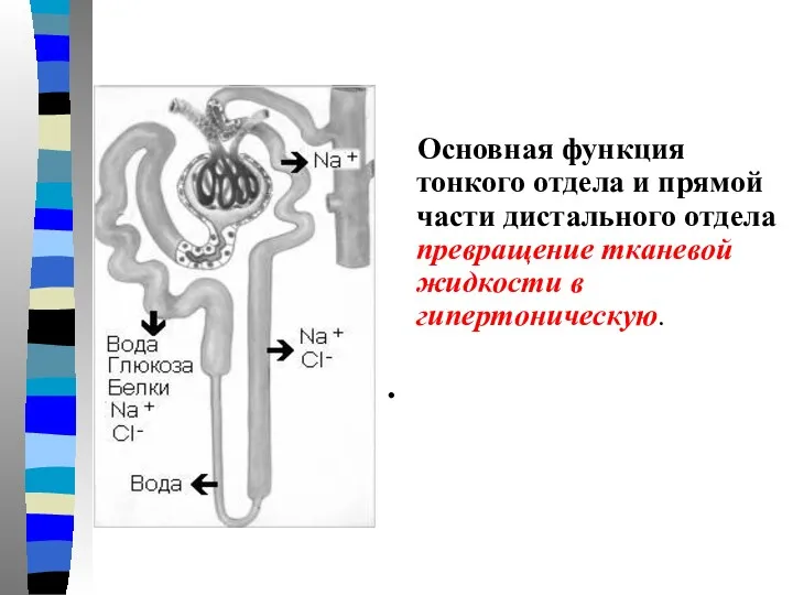 Основная функция тонкого отдела и прямой части дистального отдела превращение тканевой жидкости в гипертоническую. .