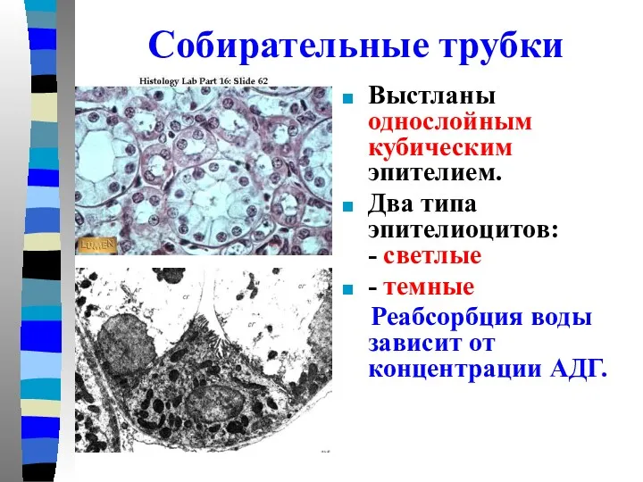 Собирательные трубки Выстланы однослойным кубическим эпителием. Два типа эпителиоцитов: - светлые - темные