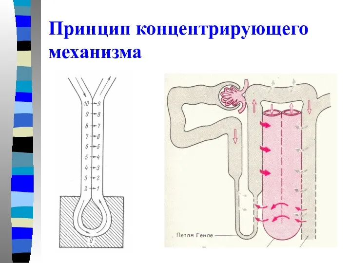 Принцип концентрирующего механизма