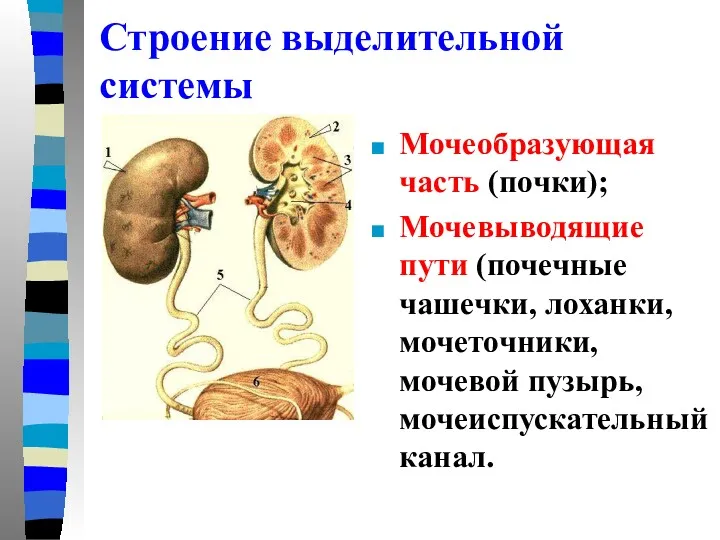 Мочеобразующая часть (почки); Мочевыводящие пути (почечные чашечки, лоханки, мочеточники, мочевой пузырь, мочеиспускательный канал. Строение выделительной системы