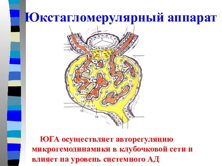 Юкстагломерулярный аппарат ЮГА осуществляет авторегуляцию микрогемодинамики в клубочковой сети и влияет на уровень системного АД