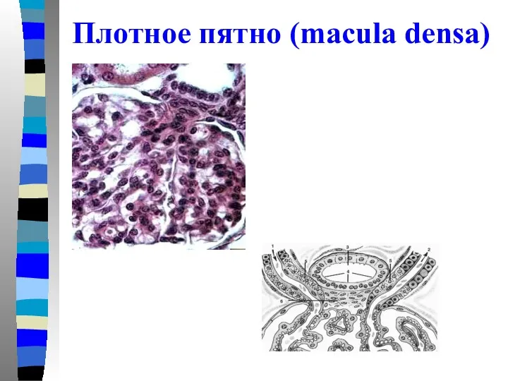 Плотное пятно (macula densa)