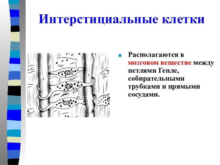 Интерстициальные клетки Располагаются в мозговом веществе между петлями Генле, собирательными трубками и прямыми сосудами.