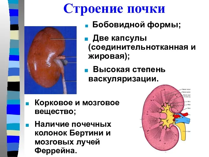 Строение почки Бобовидной формы; Две капсулы (соединительнотканная и жировая); Высокая степень васкуляризации. Корковое