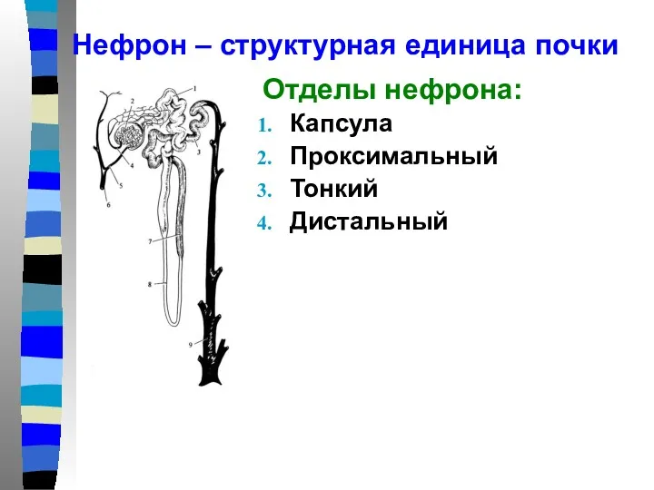 Нефрон – структурная единица почки Отделы нефрона: Капсула Проксимальный Тонкий Дистальный