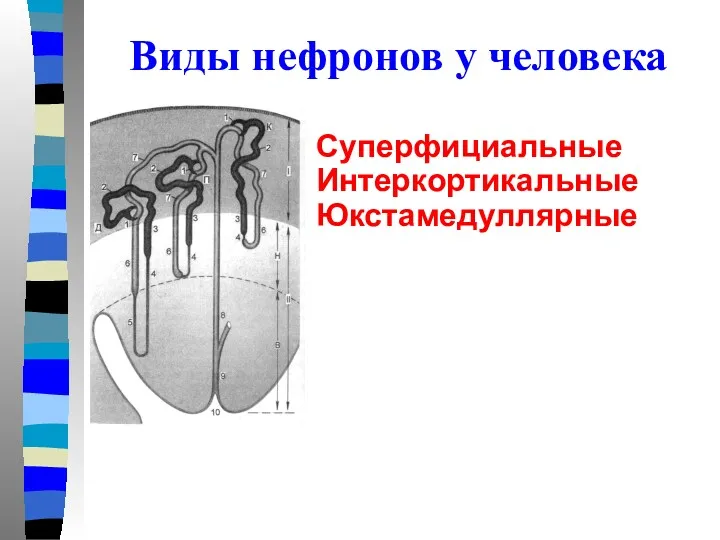 Виды нефронов у человека Суперфициальные Интеркортикальные Юкстамедуллярные