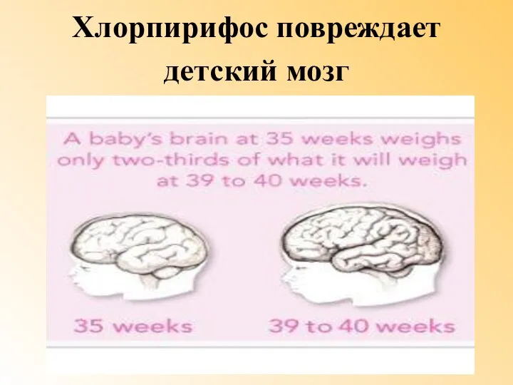 Хлорпирифос повреждает детский мозг