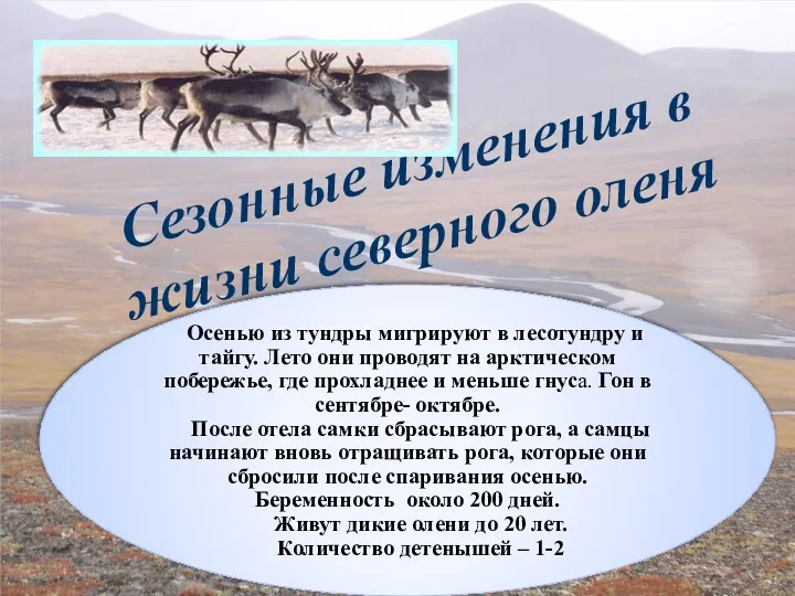 Сезонные изменения в жизни северного оленя Осенью из тундры мигрируют в лесотундру и