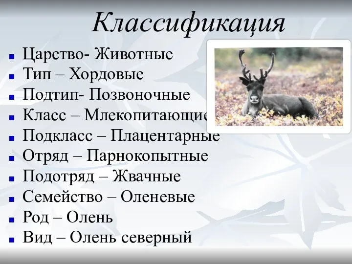Классификация Царство- Животные Тип – Хордовые Подтип- Позвоночные Класс – Млекопитающие Подкласс –