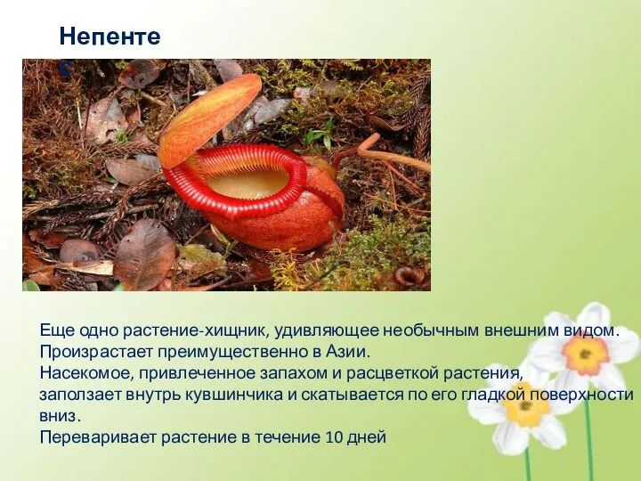 Непентес Еще одно растение-хищник, удивляющее необычным внешним видом. Произрастает преимущественно