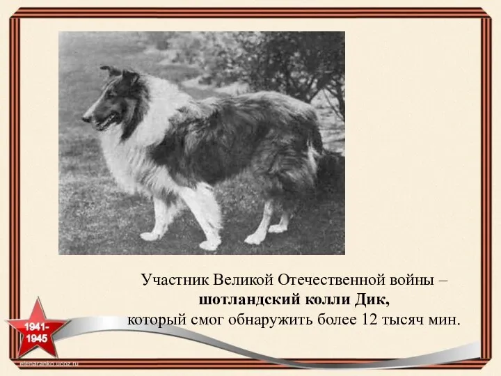 Участник Великой Отечественной войны – шотландский колли Дик, который смог обнаружить более 12 тысяч мин.