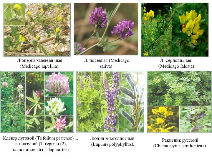 Люцерна хмелевидная (Medicago lupulina). Клевер луговой (Trifolium pratense) 1, к. ползучий (Т. repens)