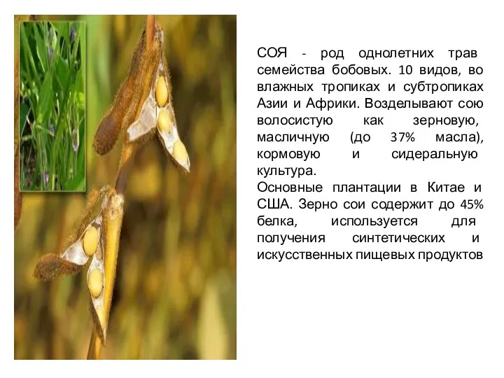 СОЯ - род однолетних трав семейства бобовых. 10 видов, во влажных тропиках и