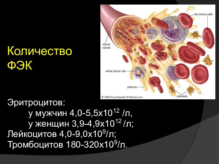 Количество ФЭК Эритроцитов: у мужчин 4,0-5,5х1012 /л, у женщин 3,9-4,9х1012 /л; Лейкоцитов 4,0-9,0х109/л; Тромбоцитов 180-320х109/л.