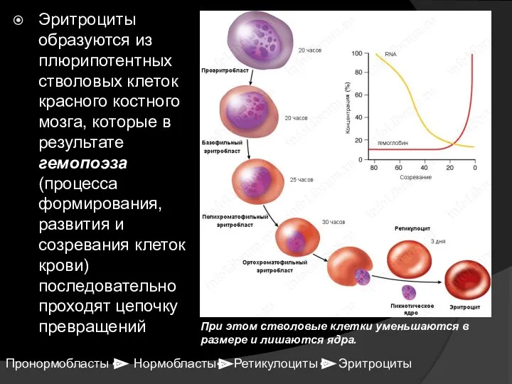 Эритроциты образуются из плюрипотентных стволовых клеток красного костного мозга, которые