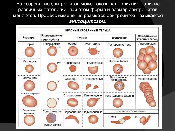 На созревание эритроцитов может оказывать влияние наличие различных патологий, при этом форма и