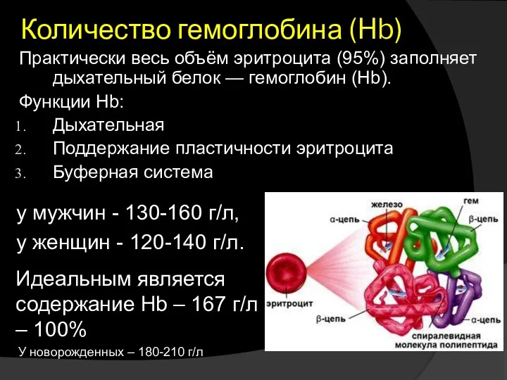 Количество гемоглобина (Hb) у мужчин - 130-160 г/л, у женщин - 120-140 г/л.