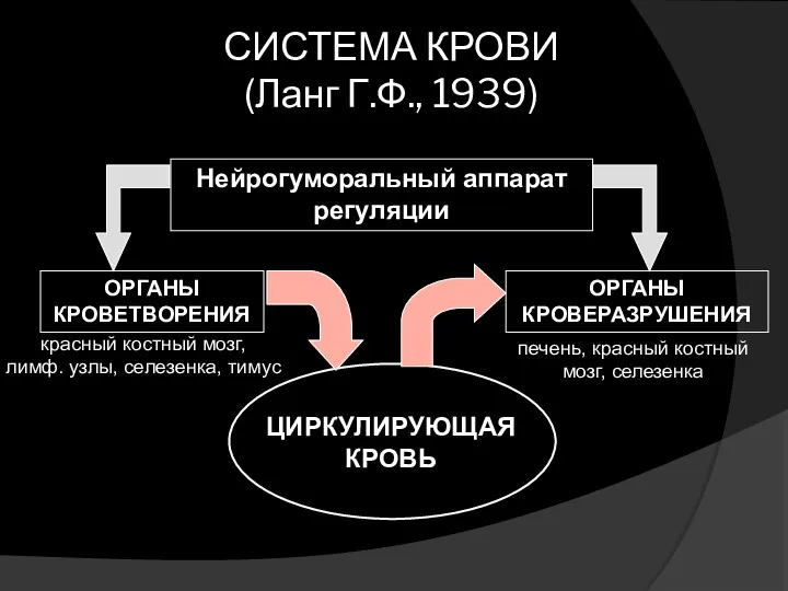 СИСТЕМА КРОВИ (Ланг Г.Ф., 1939) красный костный мозг, лимф. узлы, селезенка, тимус печень,