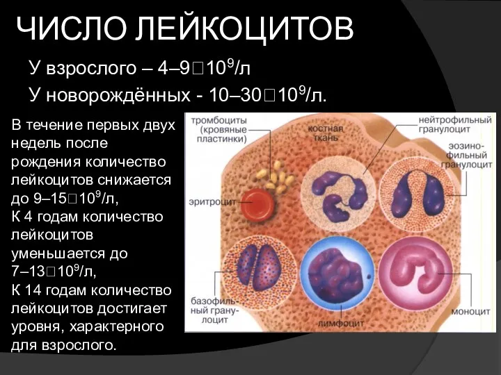 ЧИСЛО ЛЕЙКОЦИТОВ У взрослого – 4–9?109/л У новорождённых - 10–30?109/л. В течение первых