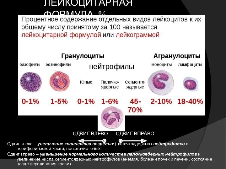 ЛЕЙКОЦИТАРНАЯ ФОРМУЛА, % Сдвиг влево – увеличение количества незрелых (палочкоядерных) нейтрофилов в периферической