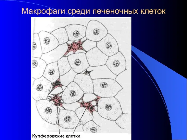 Макрофаги среди печеночных клеток