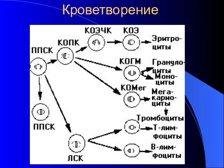 Кроветворение