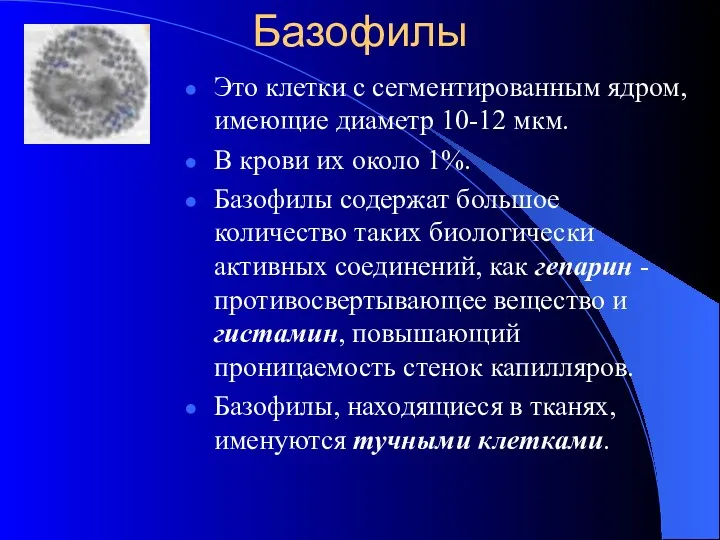 Базофилы Это клетки с сегментированным ядром, имеющие диаметр 10-12 мкм.