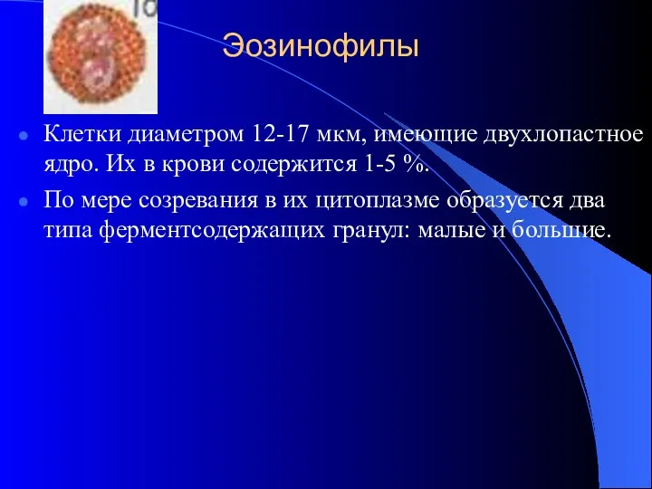 Эозинофилы Клетки диаметром 12-17 мкм, имеющие двухлопастное ядро. Их в