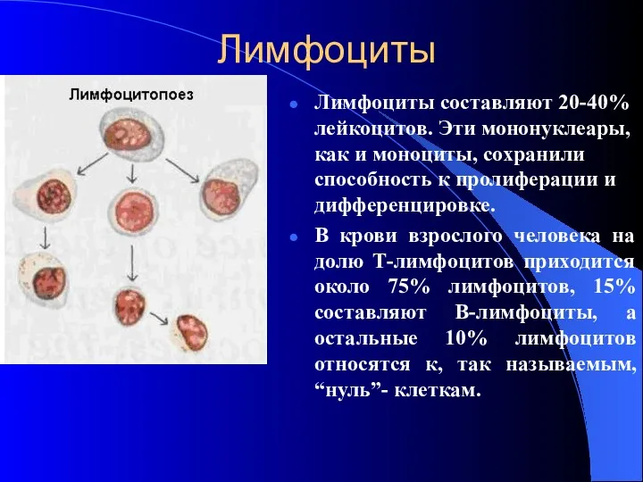 Лимфоциты Лимфоциты составляют 20-40% лейкоцитов. Эти мононуклеары, как и моноциты,