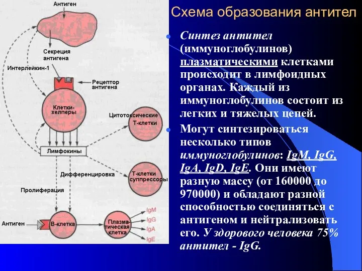 Схема образования антител Синтез антител (иммуноглобулинов) плазматическими клетками происходит в